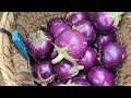 Can Chuong and his lover have a new place to live? | Thu and her daughter harvest eggplants to sell
