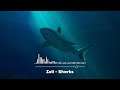 🎵 Zeli - Sharks (Instrumental) | Energetic EDM Waves 🎶🦈