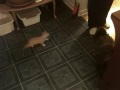 Kitten chasing a broom