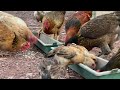 Making a Nest for Laying Chickens - Caring for Vegetables - Daily Life | A Khoa