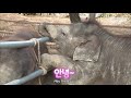 🐘 Watch How A Mama Elephant Wakes Her Baby Elephant Up *LIT*