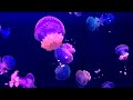 2 Hours Underwater Relaxing Music -Satisfying Sensory Sleep Music - Stress Relief Music, Meditation