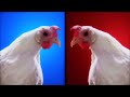 Charlie´s Tekno Chicken Song - REMIX - Dutch Deejays 2017