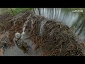 Manual Beaver Dam Removal No.108 - Collapsing Beaver Dam - Second Camera