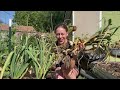 My Best Garlic Harvest!!! What I Did Differently In 2024 To Grow Large Garlic! + How I Cure Garlic!!