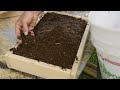 Microgreen trays