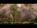 Jungle sounds - dusk in the Borneo rainforest