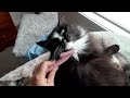 Fluffy cat loves brush too much