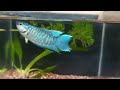 My new pet fish. A blue Paradise fish/Chinese betta🐠