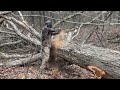 Cutting Trees with Chainsaw. Logger Drops Giant Oak Tree!!!!