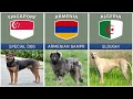 Dog Breeds From Different Countries