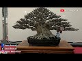 Kontes Bonsai INTERNASIONAL On Fire 3 BCI Regional Convention 2023 Tangerang INDONESIA