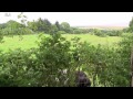 Scottish Cows - Belted Galloway