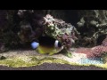 The $30,000 Peppermint Angelfish at Waikiki Aquarium