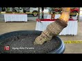 Full Video Pameran Bonsai Kelapa Bertaraf Internasional di Bali 2022