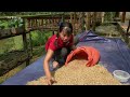 How To Harvest Upland Sticky Rice, Bring Upland Rice Go To Market Sell - New Free Bushcraft