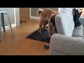 Giant puppy sings the dreidel song.