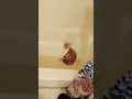 Kitten Chases Tail In Tub