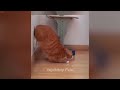 😹 Cats Doing the Most Unexpectedly Funny Things 🐱🙀 Funny And Cute Animal Videos 2024 ❤️