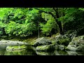 【自然音】せせらぎと野鳥のさえずり / Nature Sounds - Relaxing Sound of Water and Birdsong