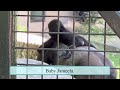 Mokolo’s family- A Baby gorilla,Jameela adopted by Fredrika from Fort Worth Zoo.