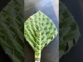 How to make hand fan using coconut leaves