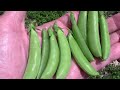 How To Grow Peas In Containers - Step By Step From Planting To Harvest