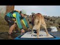 Dog getting onto paddleboard