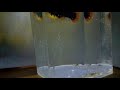 Platy fish birth close up