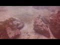 Scuba Diving / Monterey Bay / 13 Mar 21 / Part 3