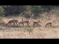 Common impala male fight, Akagera National Park, Rwanda