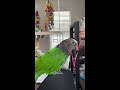 Hawkhead Parrot talking