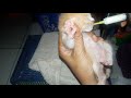 Merawat Bayi Kucing Baru Lahir Tanpa Induk | #Day3 |