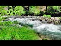 Walk Along the Serene Riverbank and Soothing Forest Sounds|10 hours #relax  #sleep