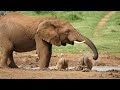 Africa Animals 4K - Vibrancy of wildlife populations | Natural Sound & Piano Music