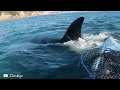 8 Orca Encounters That'll Brighten Your Day