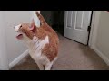 Cat Meows While Getting Farts Squeezed Out