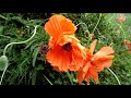 VID 20210517 150829 Spring Poppies and Honey bee