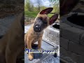 Cute and funny Belgian Malinois puppies.