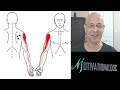 How to Overcome Cervical Pinched Nerve & Radiculopathy (Don't Panic) - Dr. Alan Mandell, DC