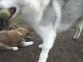 Husky puppy steals ball from 6 week old puppy