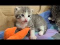 Cutest baby tabby kittens playing in their box.