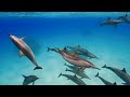 The Colors of the Ocean (4K ULTRA HD) 🐬 The Best 4K Sea Animals for Relaxation & Relaxing Sleep #27