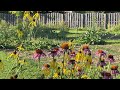 Purple Coneflower And Bees With Nature Sounds For Relaxation
