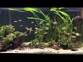 120 Gallon African Tetra Aquarium Update