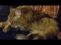 Siberian Forest Cat Cleaning Herself