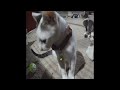 😂😻 Funniest Cats and Dogs 😆😹 Funniest Animals 2024 #17