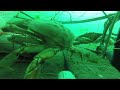 Mind-blowing underwater footage: GOPRO captures more than crabs