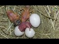 Inilah Detik Detik Telur Burung Gould Amadine Menetas
