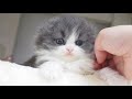 Scottish Fold Longhair Male with Blue & White